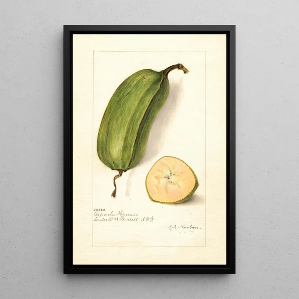 Musa Popoulu Hawaii - Amanda Almira Newton — quadro incorniciato alla parete