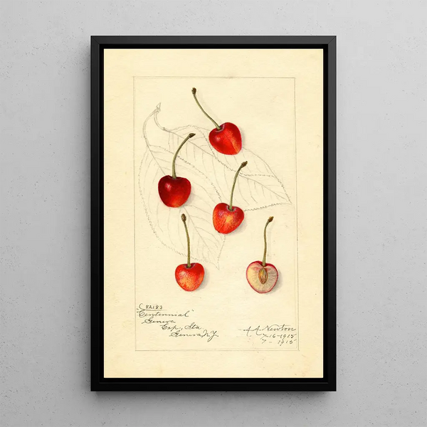 Riproduzione del dipinto Prunus avium Centennial - Amanda Almira Newton