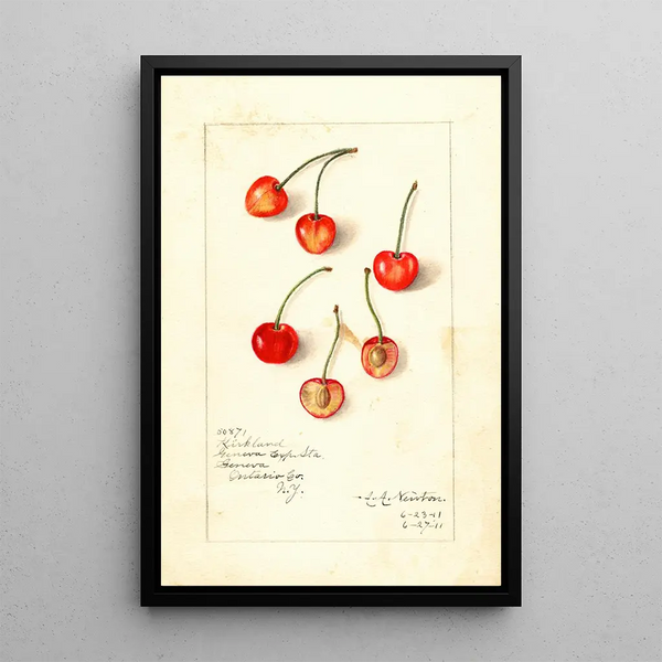 Prunus avium Kirkland - Amanda Almira Newton — quadro incorniciato alla parete