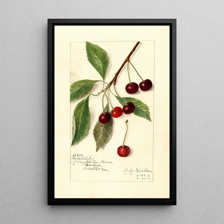 Amanda Almira Newton - Prunus avium Roditelsky.webp