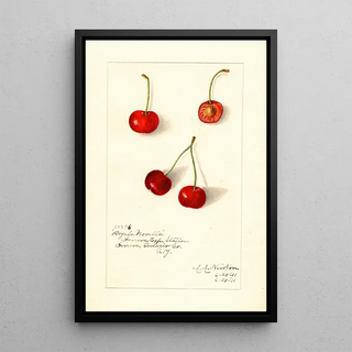Amanda Almira Newton - Prunus avium Royal Novelle.webp