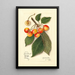 Reproduktion des Gemäldes Prunus avium Yellow Spanish - Amanda Almira Newton