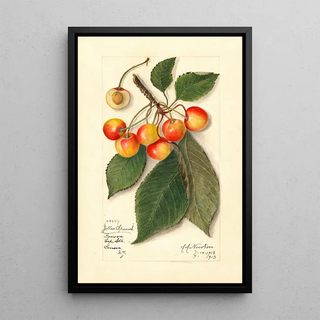 Amanda Almira Newton - Prunus avium Yellow Spanish.webp