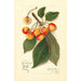 Reproduktion des Gemäldes Prunus avium Yellow Spanish - Amanda Almira Newton