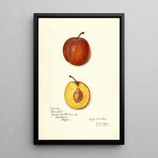 Amanda Almira Newton - Prunus domestica Prinlew.webp