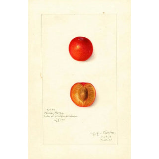 Amanda Almira Newton - Prunus domestica Wild Goose.webp