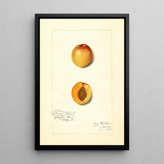 Amanda Almira Newton - Prunus mume Chas.webp