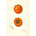 Prunus mume Sharpe - Amanda Almira Newton — Ansicht des Kunstwerks