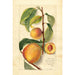 Prunus persica - Amanda Almira Newton — Ansicht des Kunstwerks