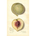 Prunus persica FeiTao - Amanda Almira Newton — vista dell’opera