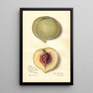 Amanda Almira Newton - Prunus persica FeiTao.webp