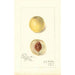 Riproduzione del dipinto Prunus persica Genii - Amanda Almira Newton