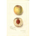 Prunus persica Sans Nom - Amanda Almira Newton — vista dell’opera