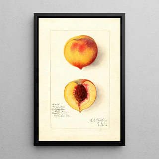 Amanda Almira Newton - Prunus persica Roser.webp
