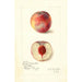Prunus persica Russell Nebraska - Amanda Almira Newton — Ansicht des Kunstwerks