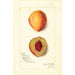 Prunus persica Slappy - Amanda Almira Newton — Ansicht des Kunstwerks
