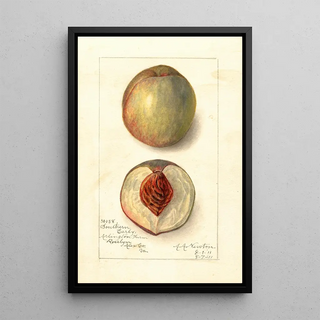 Amanda Almira Newton - Prunus persica Southern Early.webp