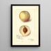 Riproduzione del dipinto Prunus persica Sunrise Cling - Amanda Almira Newton