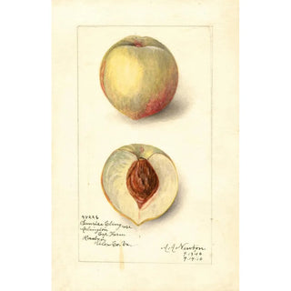 Amanda Almira Newton - Prunus persica Sunrise Cling.webp