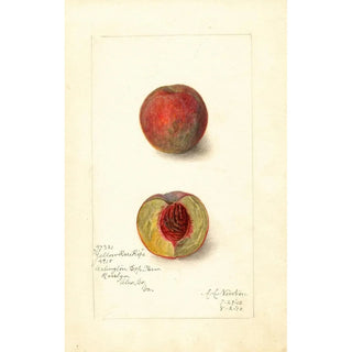 Amanda Almira Newton - Prunus persica Yellow Rare Ripe.webp