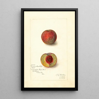 Amanda Almira Newton - Prunus persica Yellow Rare Ripe.webp
