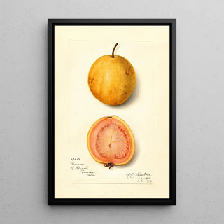 Amanda Almira Newton - Psidium guajava Guava.webp