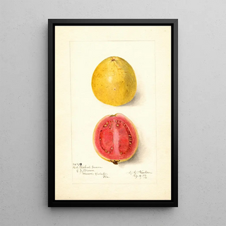 Amanda Almira Newton - Psidium guajava Red Fleshed.webp