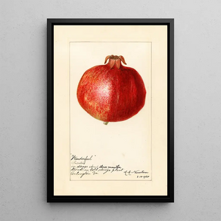 Amanda Almira Newton - Punica granatum Wonderful.webp