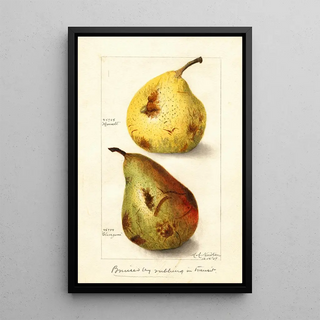 Amanda Almira Newton - Pyrus communis.webp