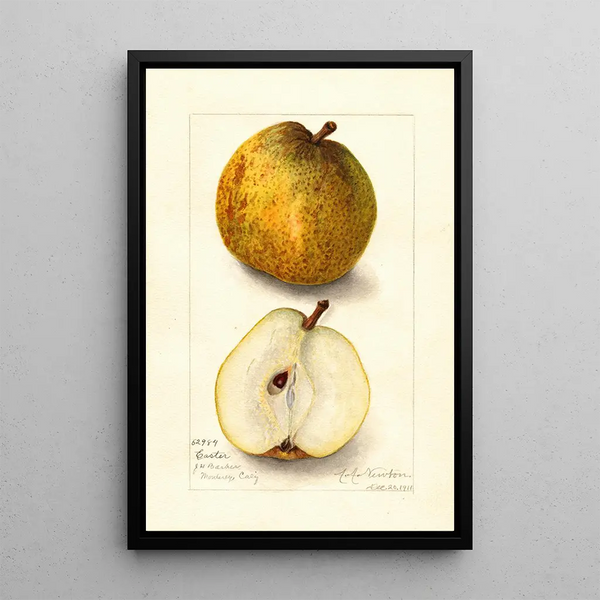 Amanda Almira Newton - Pyrus communis Easter.webp