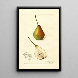 Amanda Almira Newton - Pyrus communis Rostiezer.webp