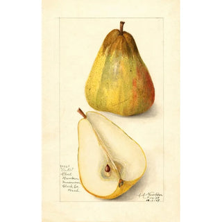 Amanda Almira Newton - Pyrus communis Souvenir du Congress.webp