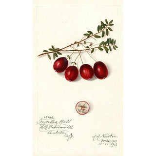 Amanda Almira Newton - Vaccinium macrocarpon Metallic Bell.webp