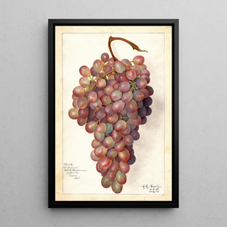 Amanda Almira Newton - Vitis Angelina.webp