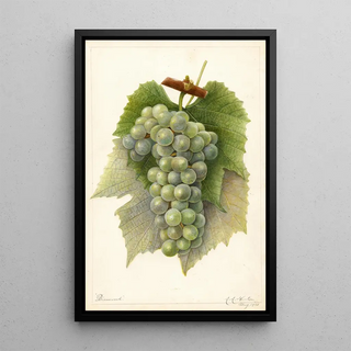 Amanda Almira Newton - Vitis Diamond.webp