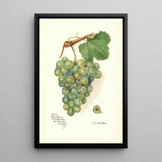 Amanda Almira Newton - Vitis Geraldine.webp
