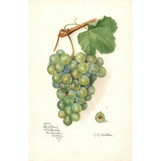 Amanda Almira Newton - Vitis Geraldine.webp