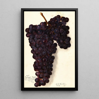 Amanda Almira Newton - Vitis Malvasia Rosario.webp