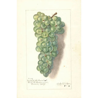 Amanda Almira Newton - Vitis Muscat St.webp