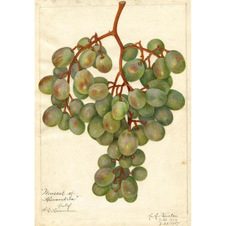 Amanda Almira Newton - Vitis Muscat of Alexandria.webp