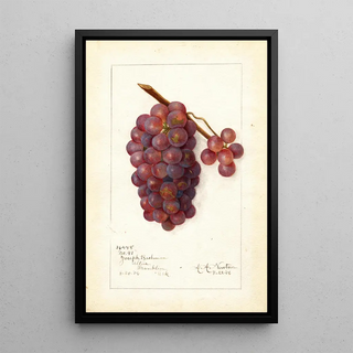 Amanda Almira Newton - Vitis No.webp