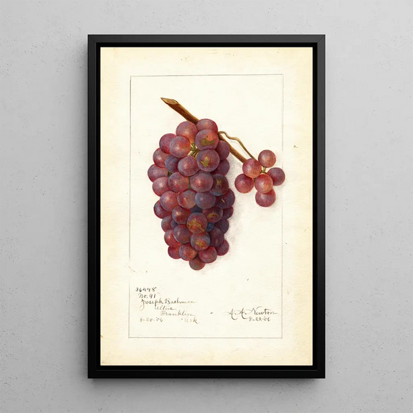 Amanda Almira Newton - Vitis No.webp
