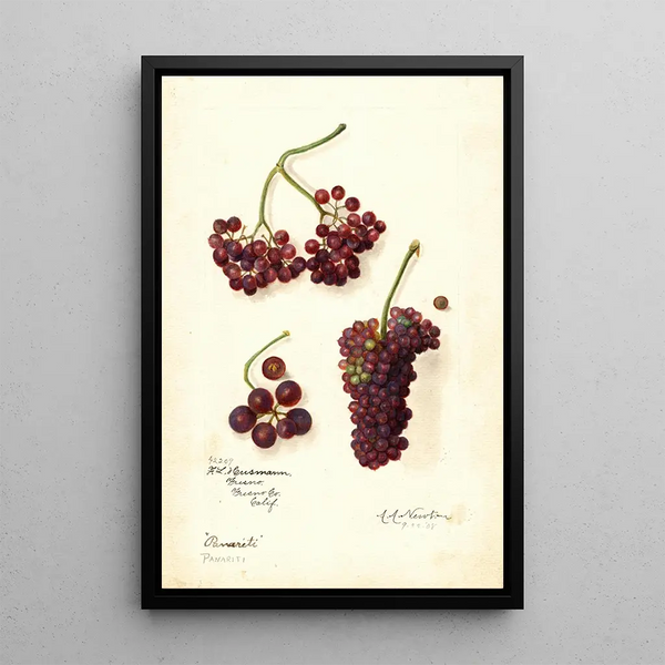 Amanda Almira Newton - Vitis Panariti.webp