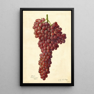 Amanda Almira Newton - Vitis Sultanina Rosea.webp