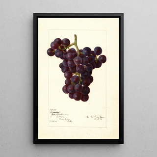 Amanda Almira Newton - Vitis Sunrise.webp