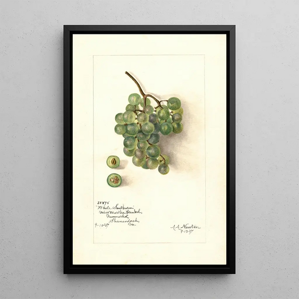 Amanda Almira Newton - Vitis White Southern.webp