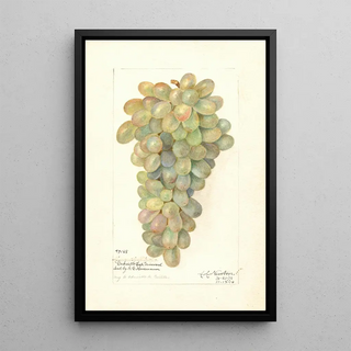 Amanda Almira Newton - Vitis.webp