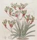 Anigozanthus a due colori e capelli gialli - Sydenham Edwards — vista dell’opera