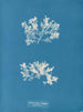 Achnanthes longipes parasite - Anna Atkins — Ansicht des Kunstwerks