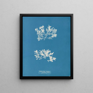 Anna Atkins - Achnanthes longipes parasitic.webp